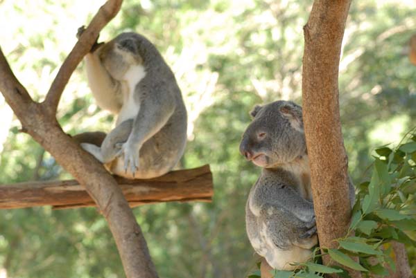 Koala sur un eucalyptus occupé à dormir