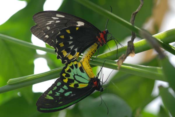 papillon birdwing butterfly