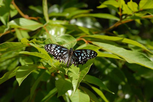Blue tiger ou papillon tigre bleu
