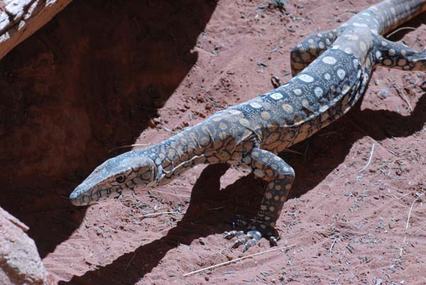 Varan que l'on retrouve dans l'outback australien (photo prise dans le Alice Springs reptile center