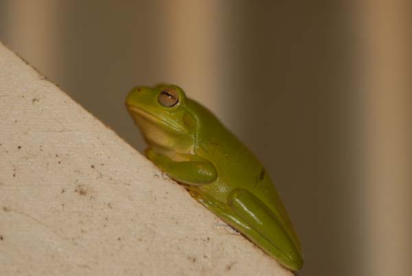 Petite grenouille verte des régions tropicales