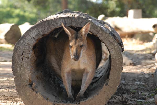 Kangourou qui se réponse dans un tronc d'arbre