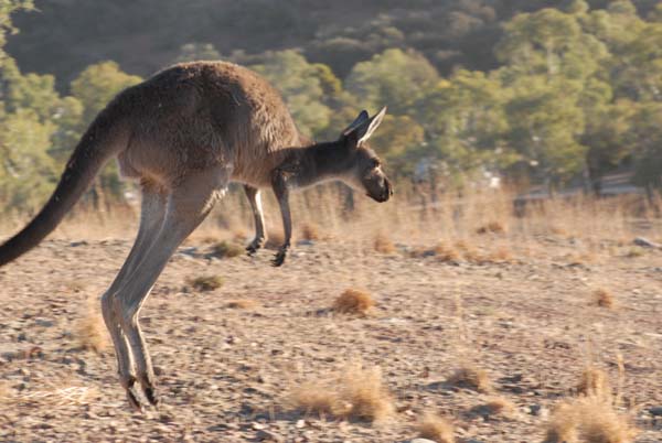 Kangourou qui saute dans le flinders Range