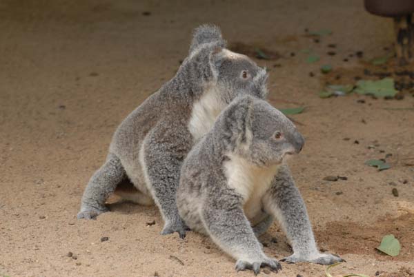 2 jeunes koala