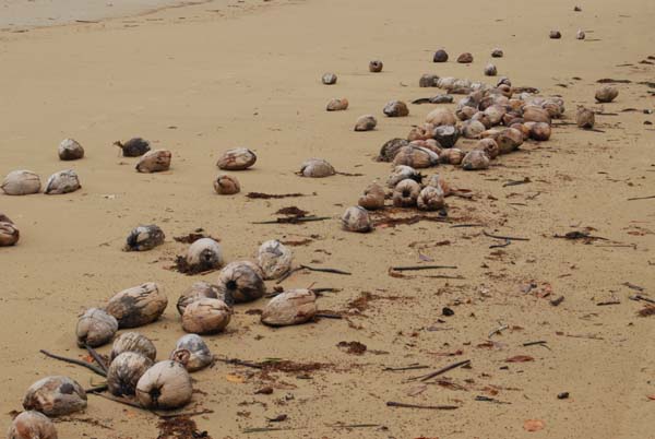 Noix de coco sur une plage australienne