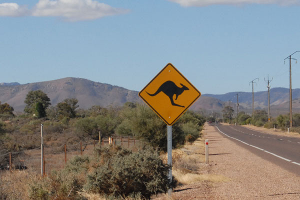 Le panneau le plus célbre en Australie - Attention au Kangourou. Même s'il y en a de trop en Australie, cela reste triste de voir le nombre de kangourou mort sur les bords de route