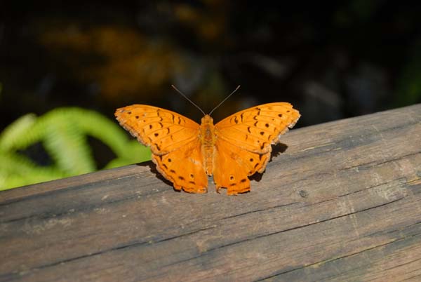 papillon orange qui prend le soleil sur un tronc d'arbre à Kuranda