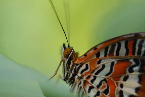 Papillon à Kuranda