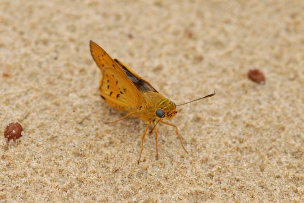 Photo d'un tout petit papillon vue sur une plage