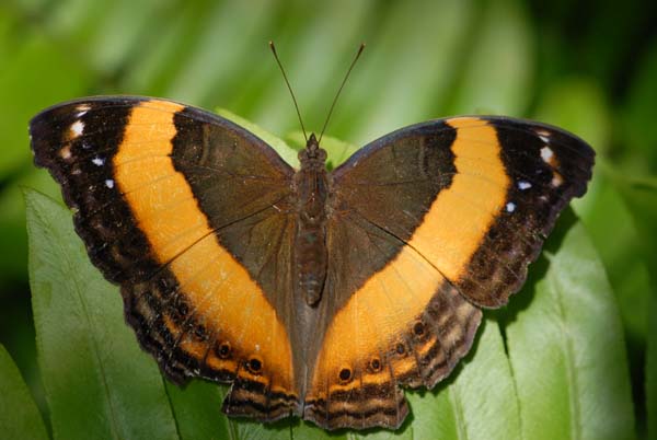 papillon avec raie orange sur les ailes