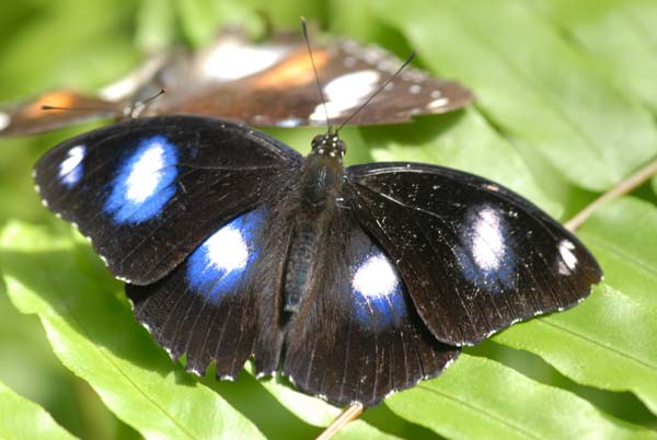 papillon aux taches bleus