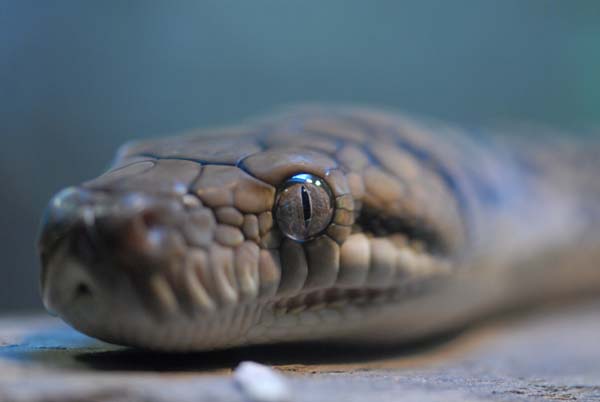 oeil d'un python
