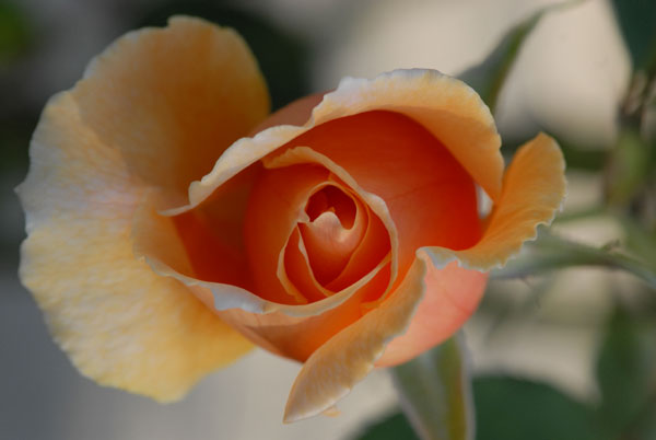 Rose de couleur orange - visible au Royal botanic garden de Sydney