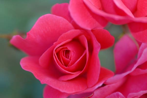Rose de couleur rose - visible au Royal botanic garden de Sydney